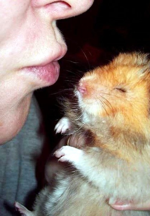 LOVE HAM