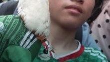 "Embajador" de la FIFA y amuleto de hinchas: un pato se hace viral en México