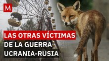El sufrimiento invisible: así destruye la guerra en Ucrania la vida de los animales