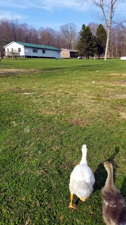 Lemongrab fluffed up after a bath. | #SparklegleamFarm #Lemongrab #homestead #geese #farmanimals #UNACCEPTABLE #cute