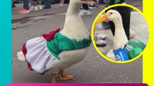 ¿Merlín encontró el amor? Conoce a Juanita, la pata de la suerte que conquista las redes