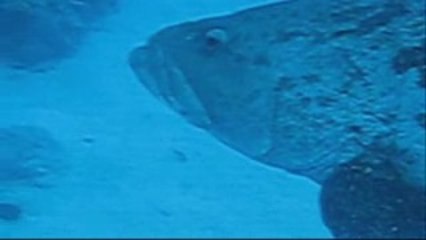 Coral Sea - Osprey Reef - Potatoe cod and remoras