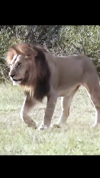 Majestic Male Lion Stands Guard on High Rock Formation Viewing His African Territory and Interacting with Cub – Natural Wildlife Safari Moment 4K Video