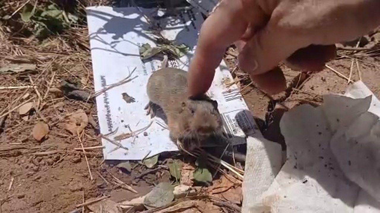 Petting a wild gopher JR2000
