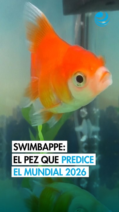 Swimbappe, el pez que predice resultados del Mundial 2026