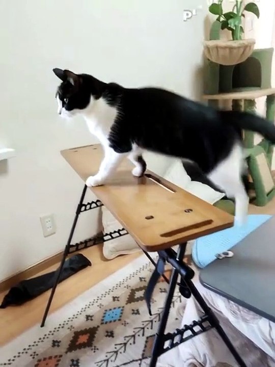 Cat dance party