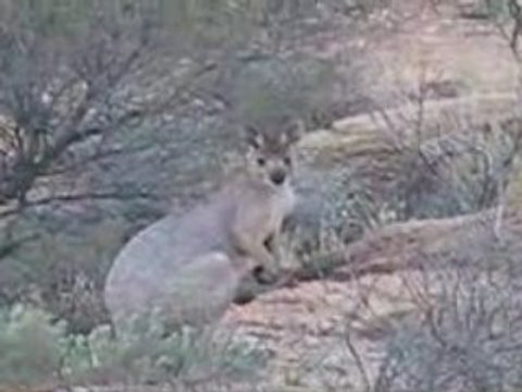 Alice Springs Kangourous