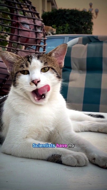 Why do we yawn? Scientists have no idea.