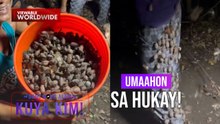 Mga salagubang sa Ilocos Norte, hinuhuli at minumukbang?! | Dami Mong Alam, Kuya Kim!