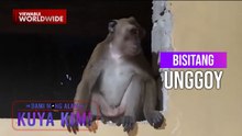 Mga unggoy, malayang gumagala at pumapasok sa mga bahay?! | Dami Mong Alam, Kuya Kim!