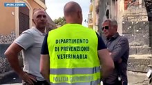Catania, blitz della Polizia nelle stalle abusive: 23 cavalli maltrattati, 13 sequestri e sette denunce
