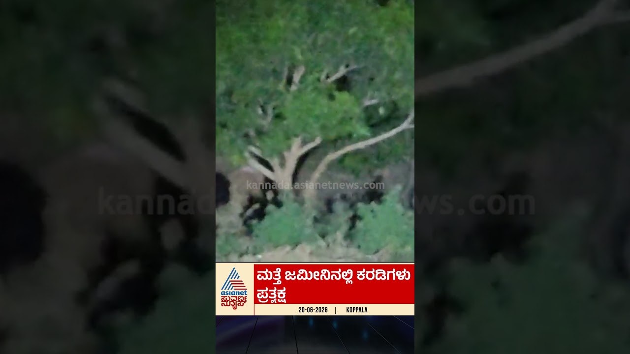ಮತ್ತೆ ಜಮೀನಿನಲ್ಲಿ ಕರಡಿಗಳು ಪ್ರತ್ಯಕ್ಷ  | #koppalnews  #bravedogs  #bearattacks #koppal  #animals