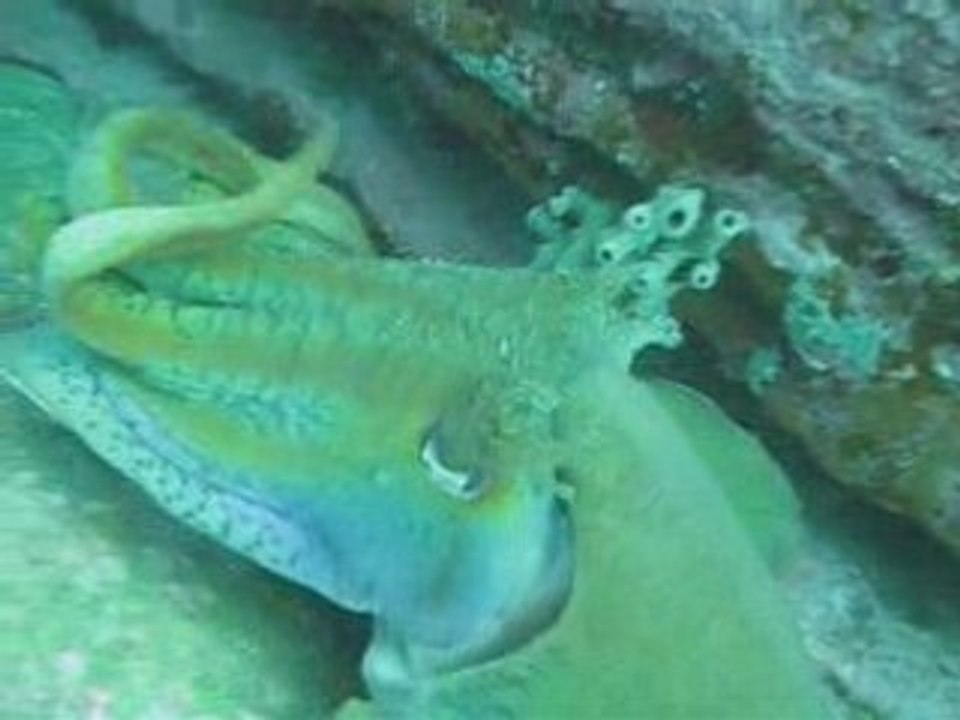 Compilation Cuttlefish Sydney Magic Point