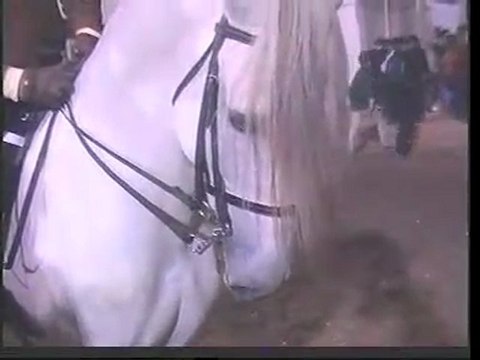 L'étalon LUSITANIEN roi de GOLEGA