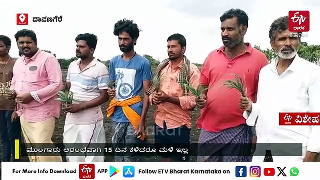 ಮಳೆ ಕೊರತೆ: ನೆಲಕಚ್ಚಿತು 700 ಎಕರೆಯಲ್ಲಿನ ಮೆಕ್ಕೆಜೋಳದ ಪೈರು, ವರುಣನಿಗಾಗಿ ಕಾದುಕುಳಿತ ಅನ್ನದಾತರು!