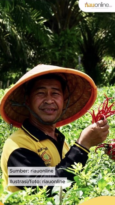 Bertahan di Tengah Tantangan, Kelompok Tani Asa Baru Tumbuh Lewat Budidaya Cabai