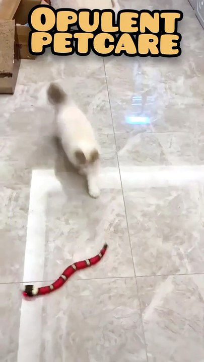 Snake Toy