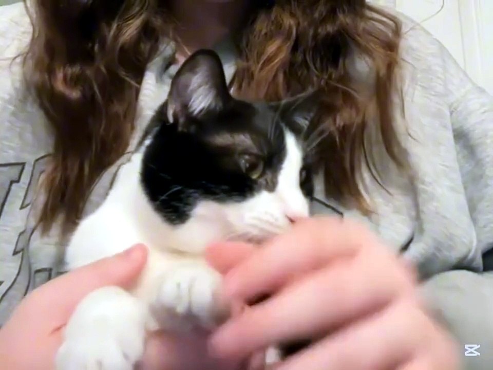 Beni bırak diyen kedi 🥰🐱 Daha fazlası için takip edin 🥰