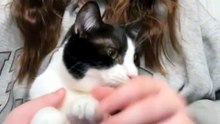 Beni bırak diyen kedi 🥰🐱 Daha fazlası için takip edin 🥰