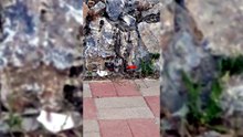 Bitlis’te kaldırımda yürüyen vatandaşların önüne aniden dev yılanlar düştü
