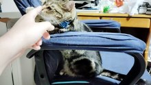 指が気になるミア