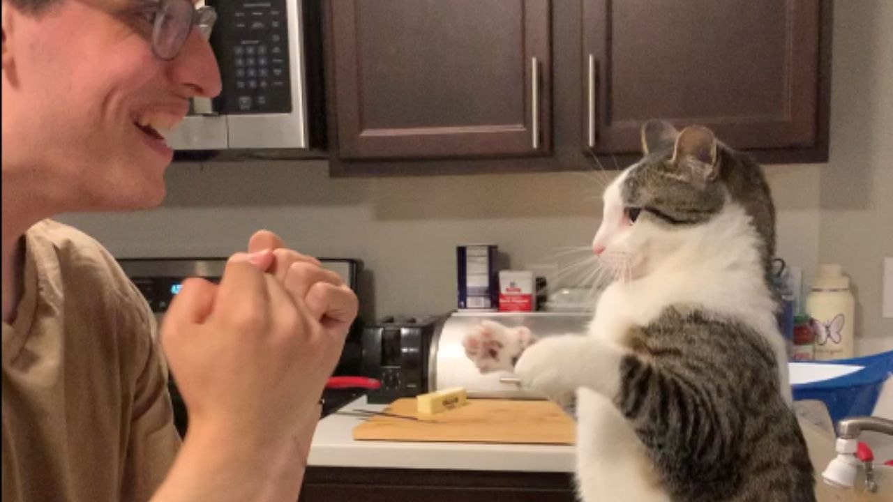 Cute cat takes on human in an unexpected boxing match