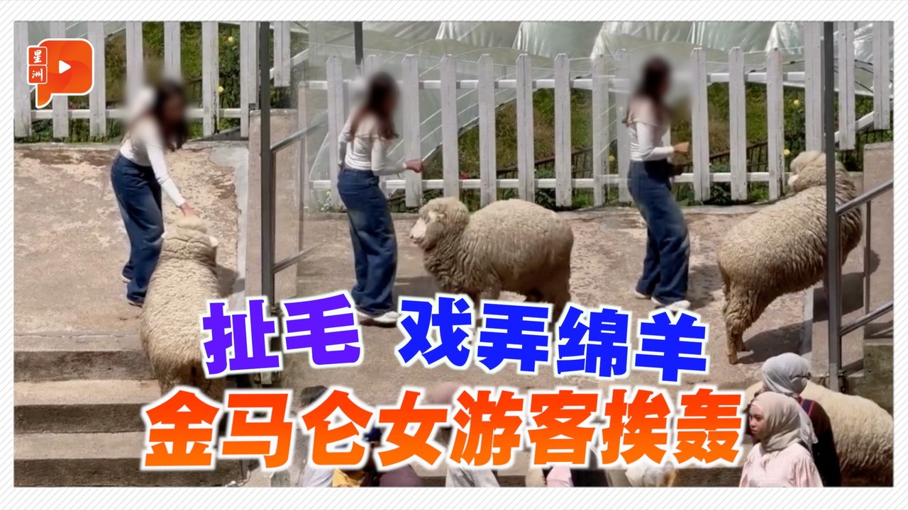 扯毛、戏弄绵羊 金马仑女游客挨轰