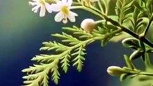 🌿🌱