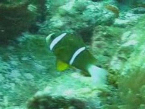 Coffs Harbour Diving on the South Solitary Island