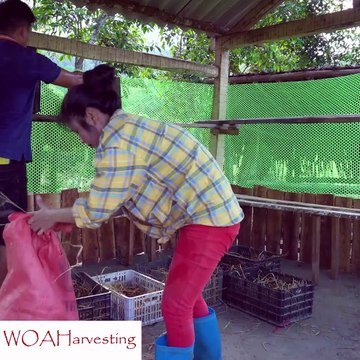 Chicken Farm Building Plan | DIY Nesting Boxes & Coop Construction for Egg Laying