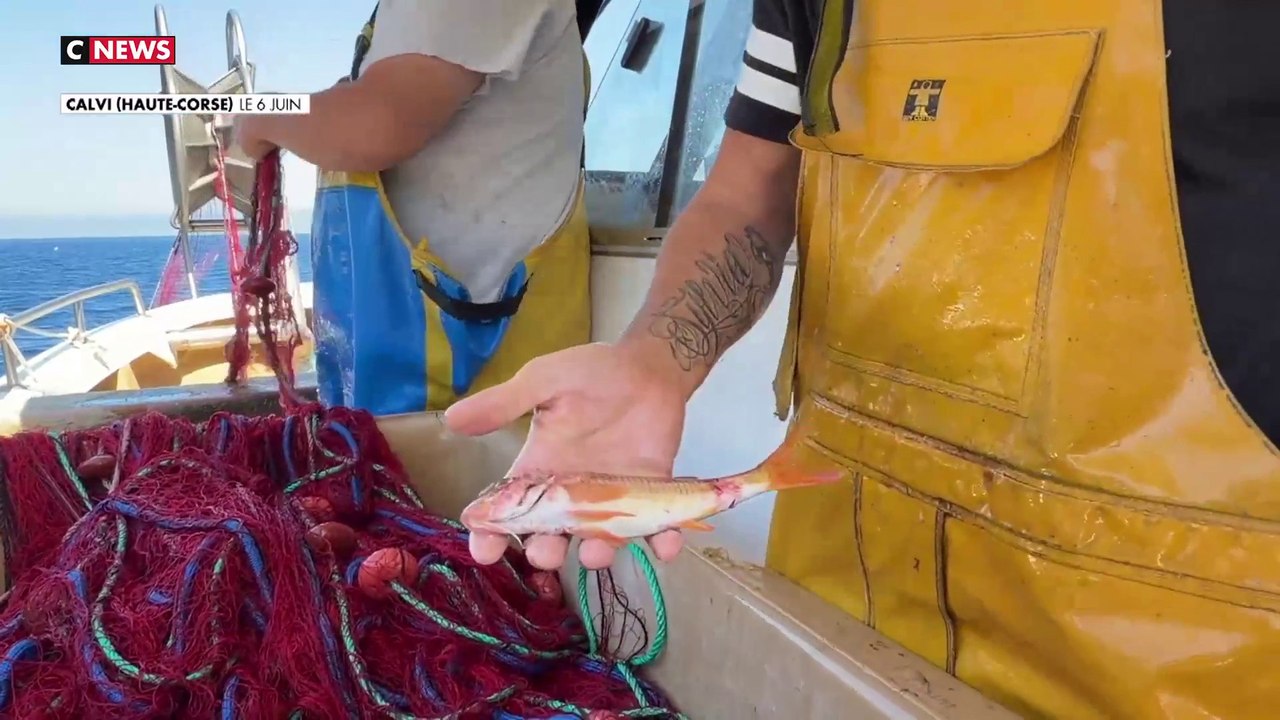 Corse : les poissons oubliés, nouvelles vedettes du menu