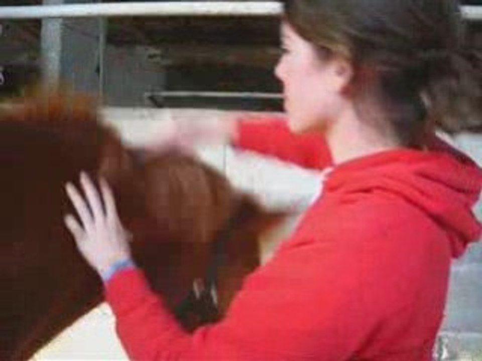 Toilettage-chevaux