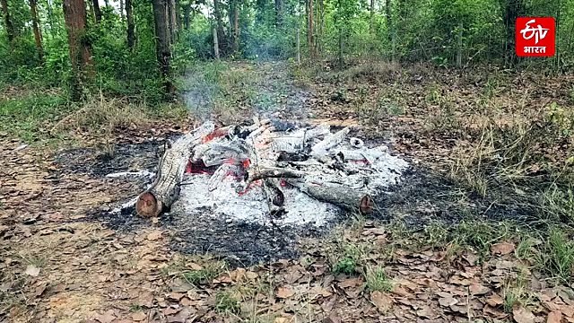 सूरजपुर में करंट से तीन भालुओं की मौत, वन विभाग ने शुरू की जांच
