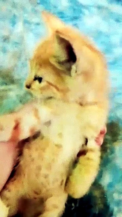 🐾 Tiny Paws, Endless Cuteness!