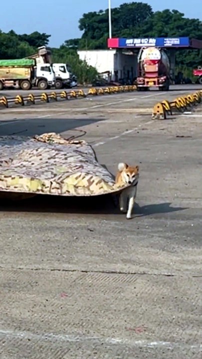 En Chine, ce chien malin aide son maître à bâcher le camion comme un pro