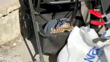 Ağaçtan Bebek Arabasına Yılan Düştü!