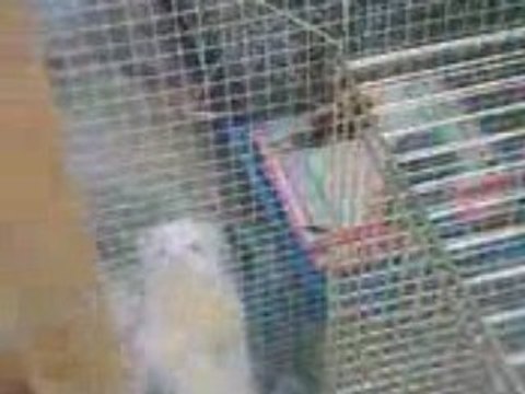 Bébé furet et maman furette