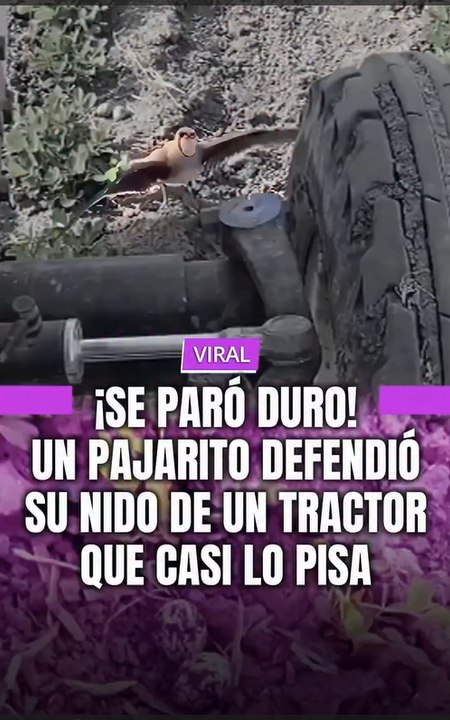 La naturaleza sigue dándonos lecciones de vida que conmueven al mundo.