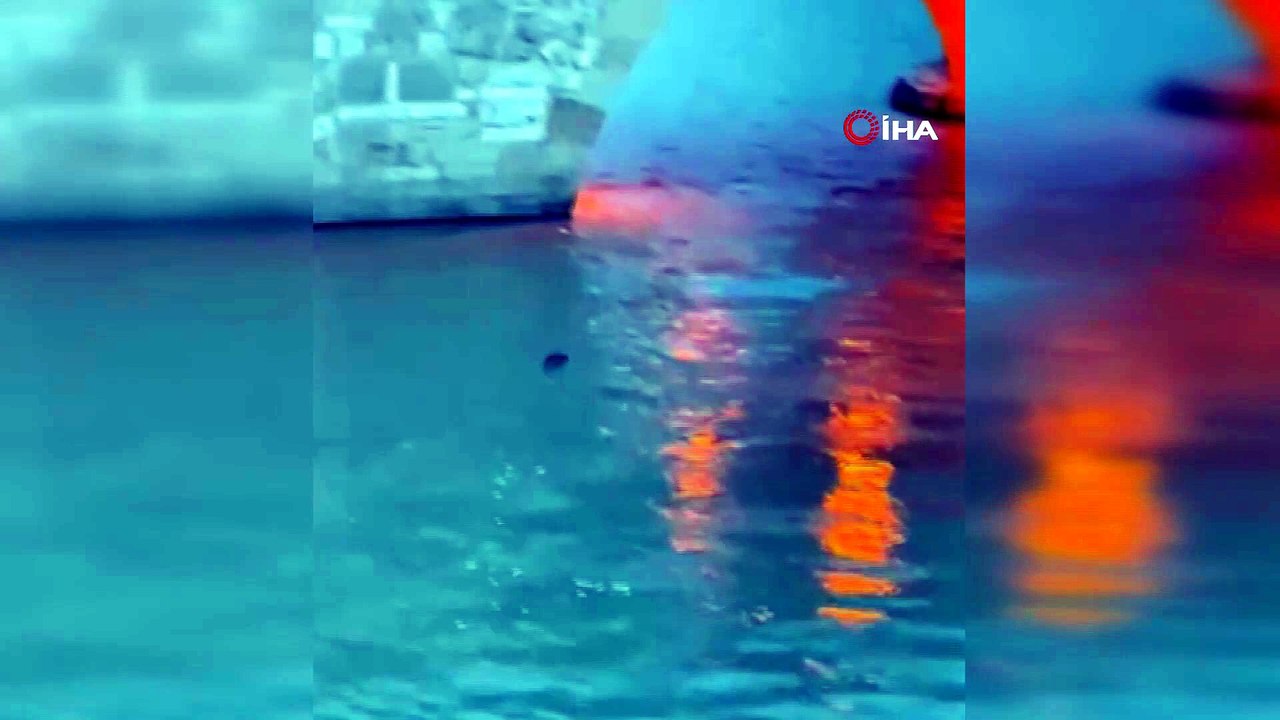 Nesli koruma altında olan su samuru ile denizde yunus balıkları görüntülendi