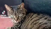 Harry the cat
