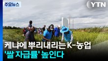 케냐에 뿌리내리는 K-농업...'쌀 자급률' 높인다 / YTN