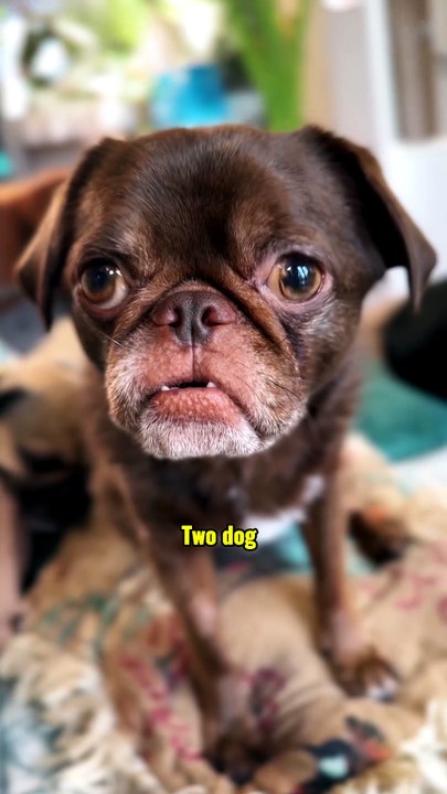 King Chilli The Pug