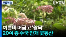 쓰레기 동산에서 꽃 동산으로...여름 수국 '활짝' / YTN