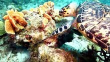 UNDERWATER WORLD-3