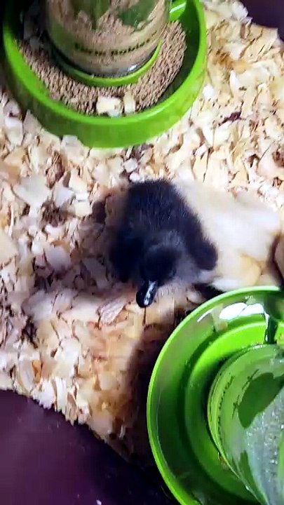 Quiet contemplations at the water bowl. | #SparklegleamFarm #DVD #MaryTylerMolt #DickVanDuck #MTM #homestead #ducks #farmanimals #soft #cute