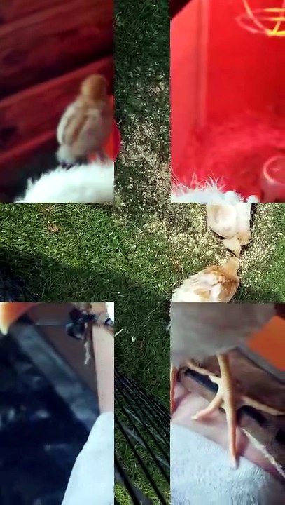 The feeding frenzy commences. | #SparklegleamFarm #Chicken #Lemongrab #homestead #geese #farmanimals #soft #cute