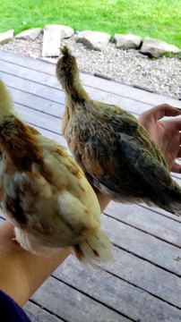 Scootaltoo tactfully changing the subject to that thing over there . | #SparklegleamFarm #Francisco #Scootaltoo #farm #chickens #farmanimals #soft #cute