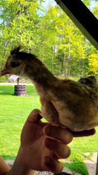Get my good side. -Francisco | #SparklegleamFarm #Francisco #farm #chicken #farmanimals #soft #cute