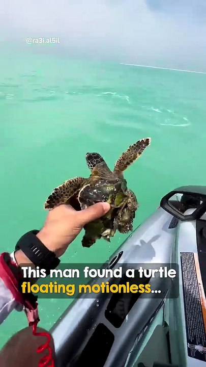 The little turtle swims away so happily 🥹🥹