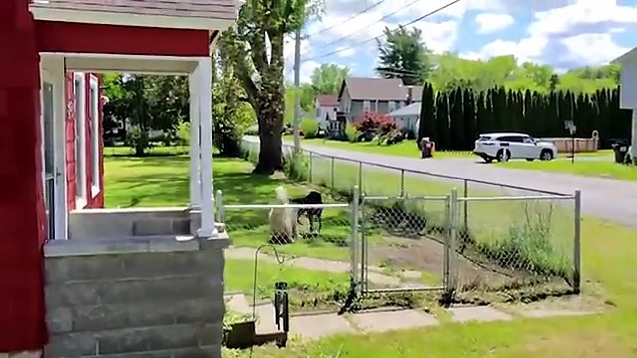 Livreurs contre animaux | Quand les choses tournent mal (Delivery Drivers vs Animals | When Things Go Wrong)
